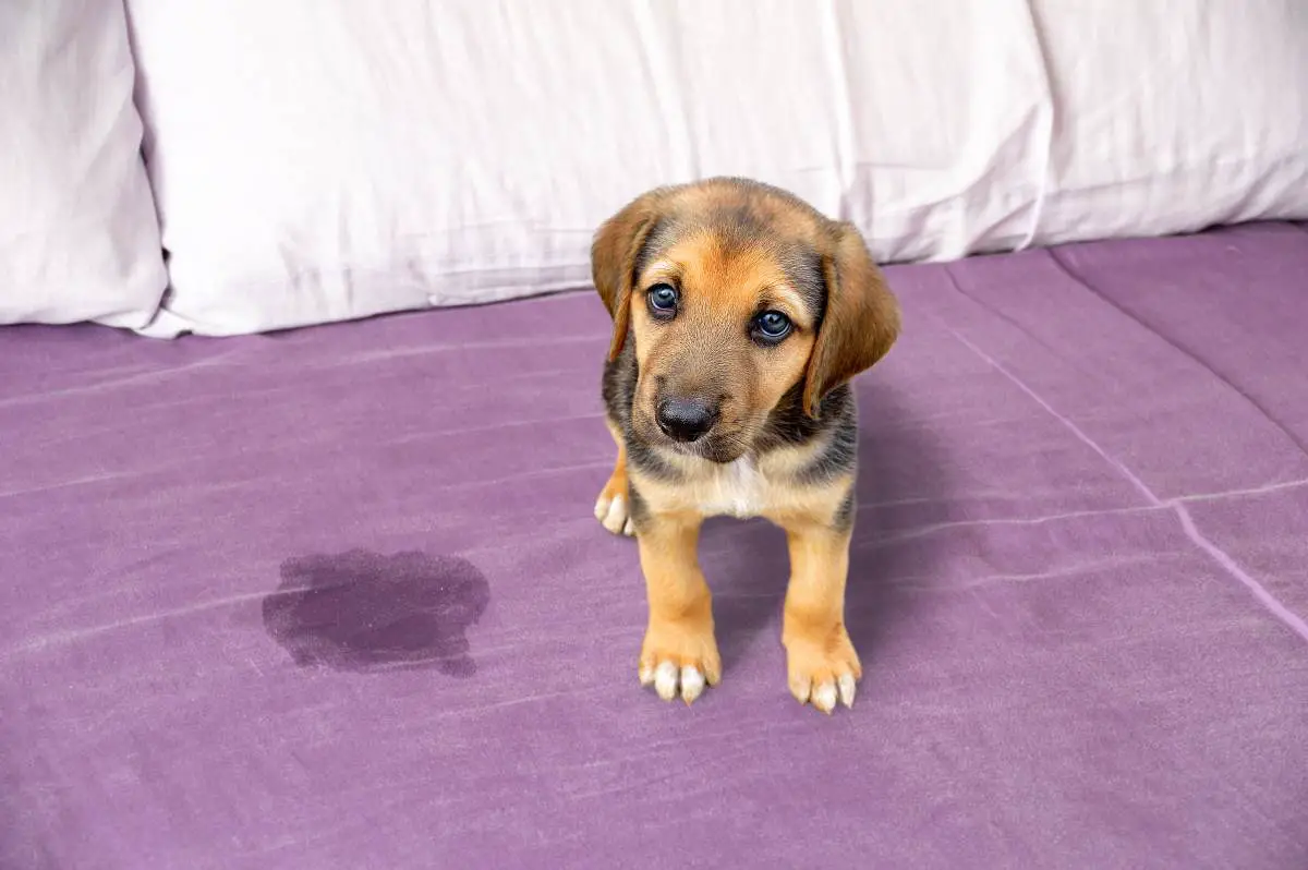 Why Does My Dog Pee on My Bed|Medical Reasons for Bed Wetting|Crate Training|Scared Dog|Accidental Pee