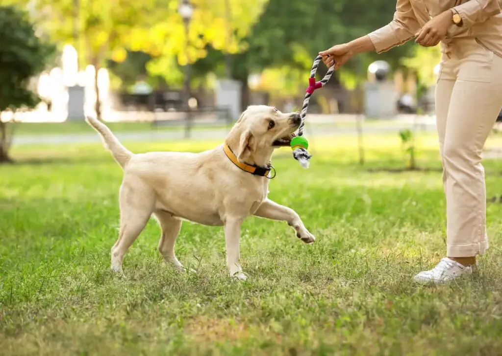A Labrador playing tug with owner.