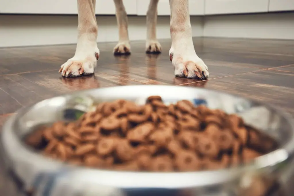 Dog ready to eat from a food dish.