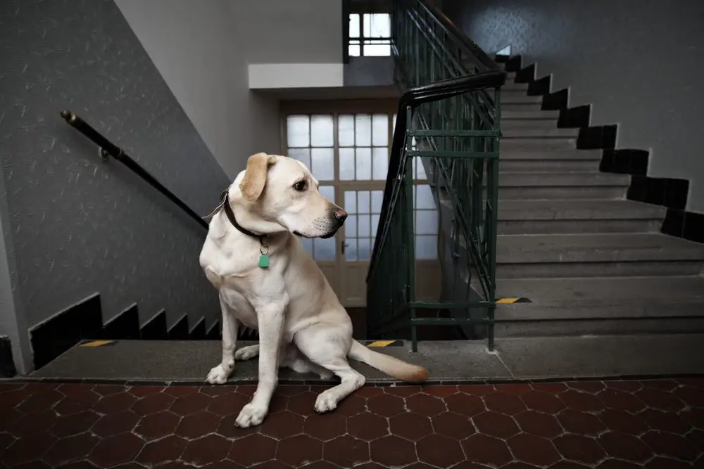 dog sitting in a corridor