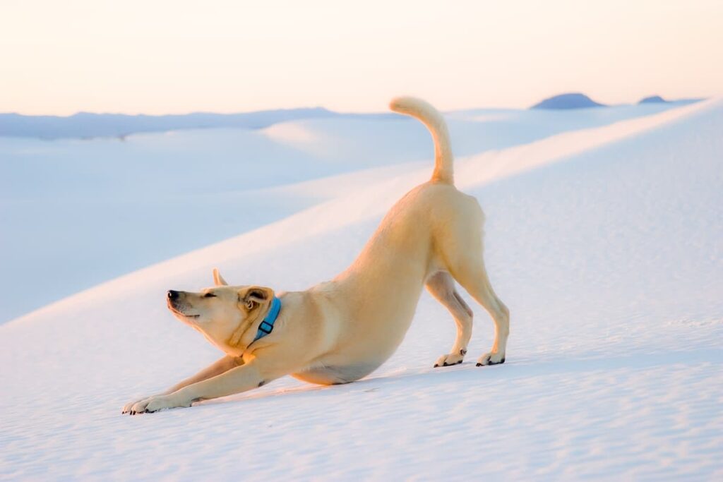 A dog stretching.