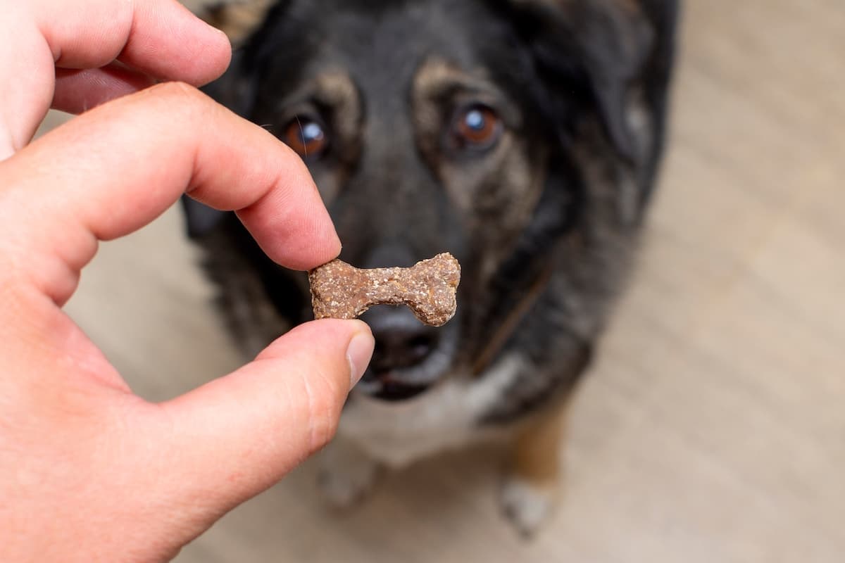 A dog waiting to be given a treat