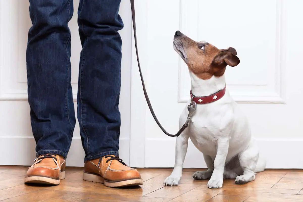 A dog watching its owner