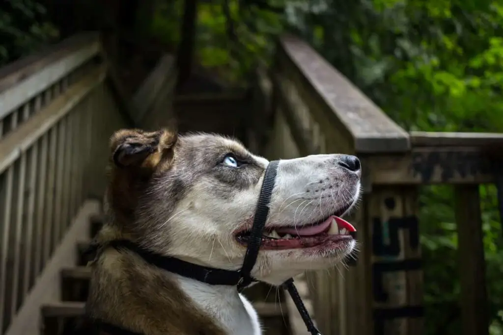 A Husky wearing a head collar.