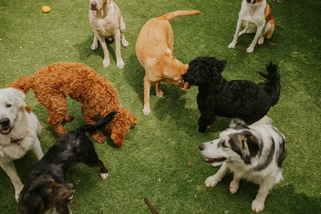 Dogs playing at a dog park.