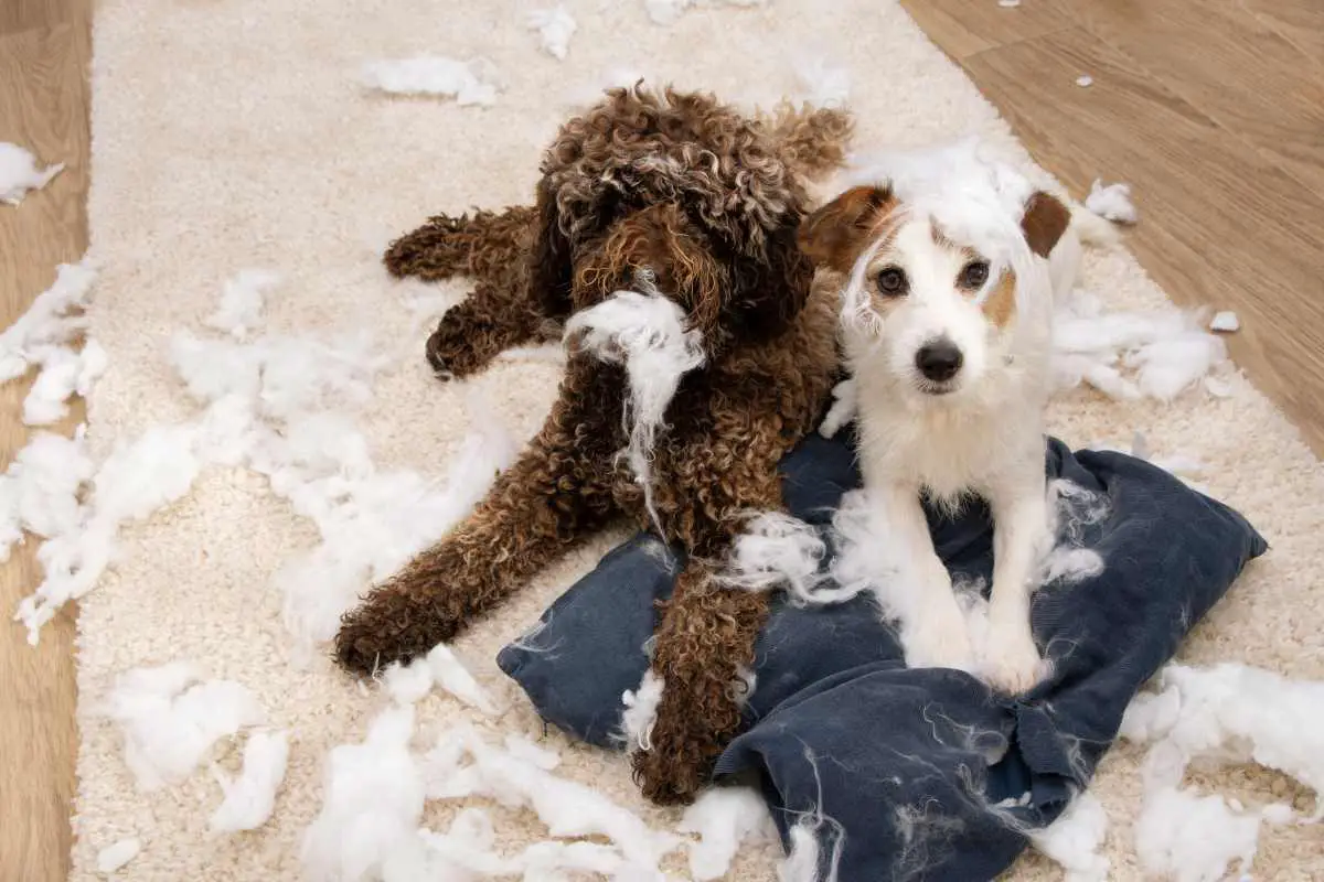 These Dogs Need an Indestructible Dog Bed|Dog Bed|Chewable Toys|Dog Bed Frame