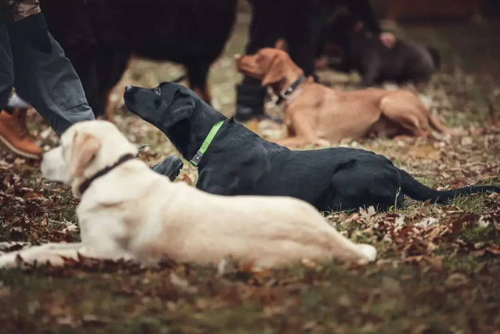 A group of dogs in a training class.