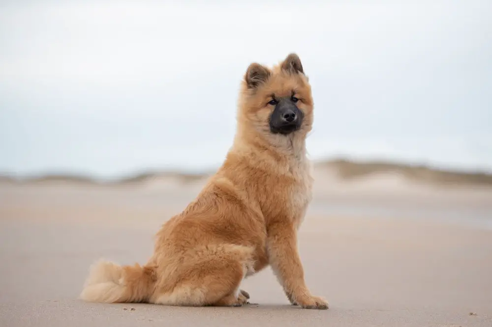 Eurasier Dog