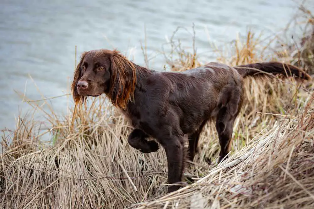 German Longhaired Pointer Dog