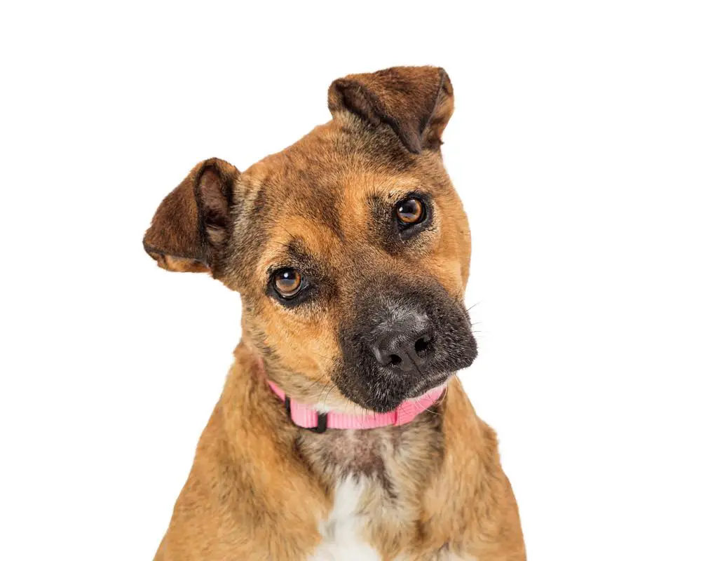 German Shepherd Pit Bull