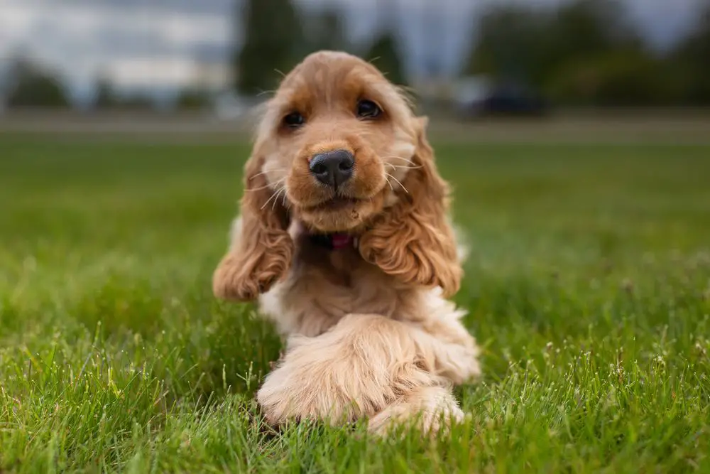 Golden Cocker Retriever