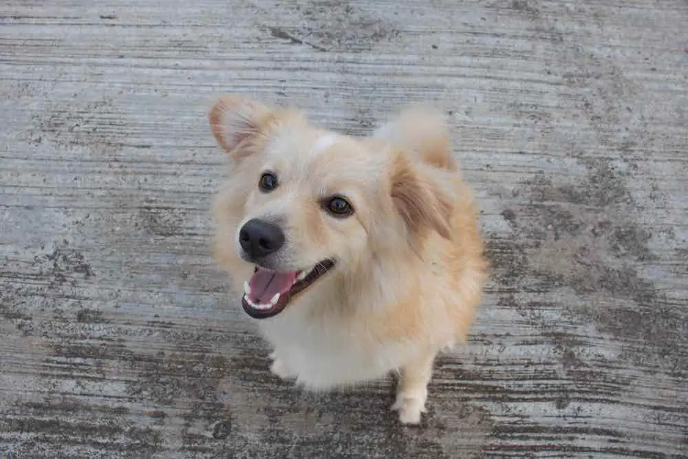 Golden Retriever Corgi