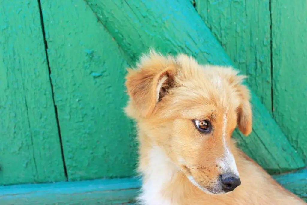 Gollie Puppy