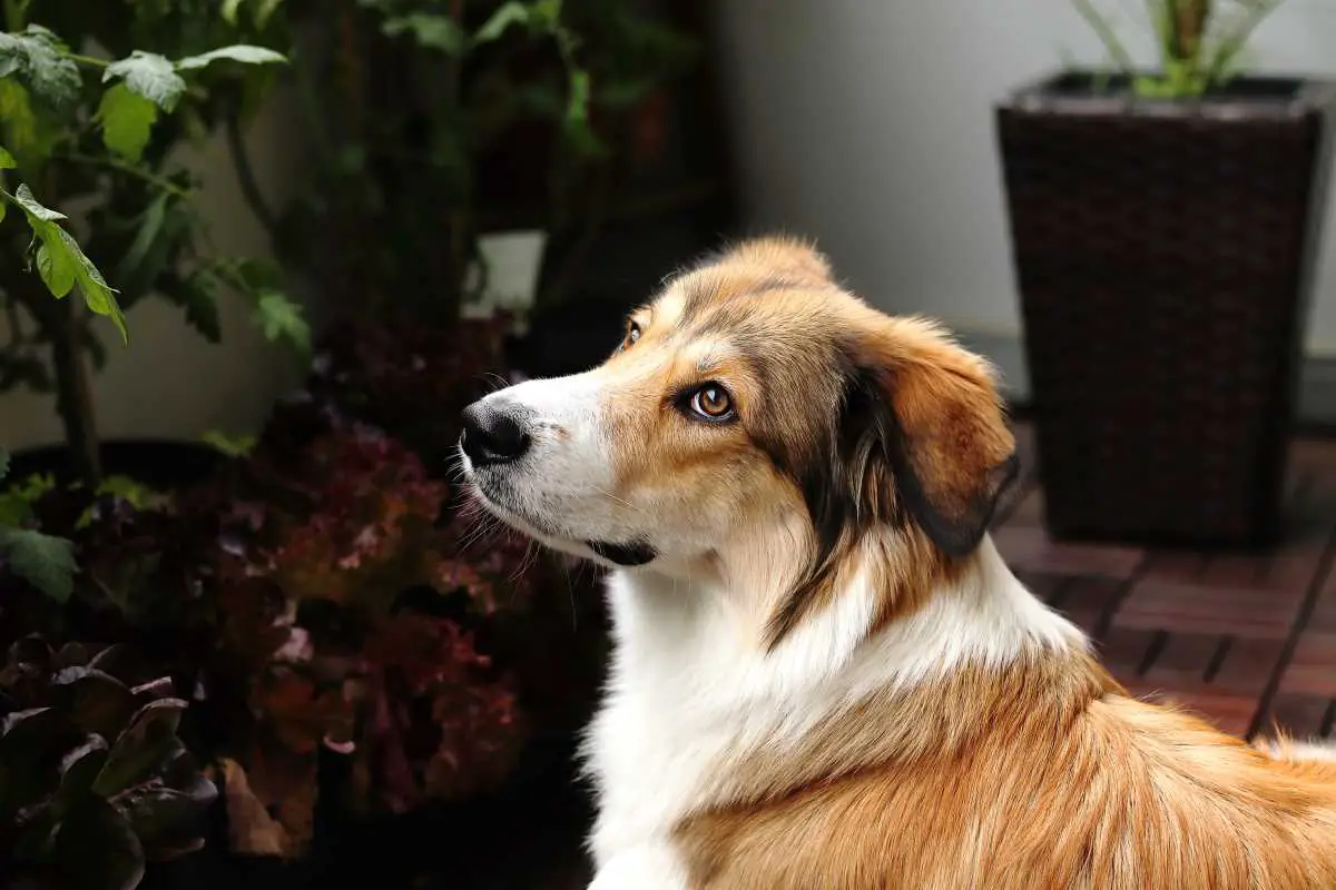 Gollie|Golden Retriever|Collie|Gollie Mix|Gollie Puppy|Collie Mix Agility|Gollie Shedding|Cataracts|Gollie Dog