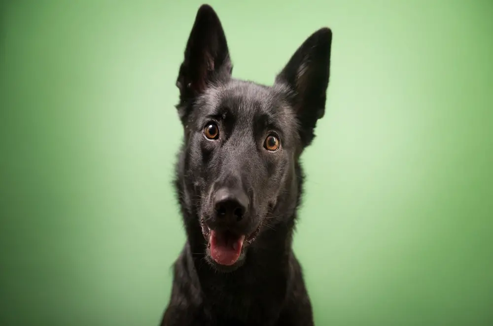 Greyador