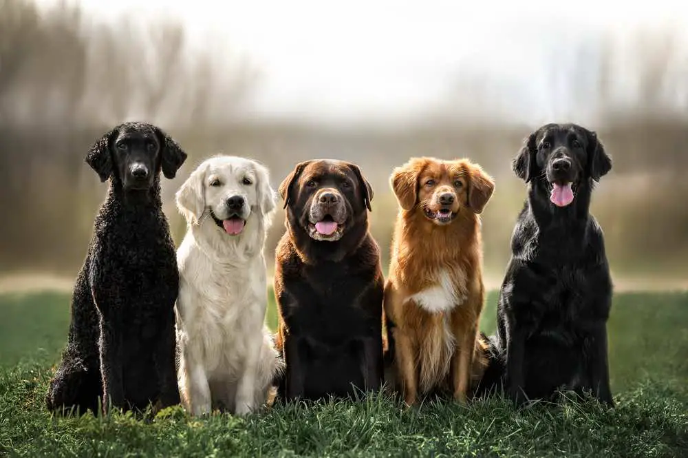 group of dogs
