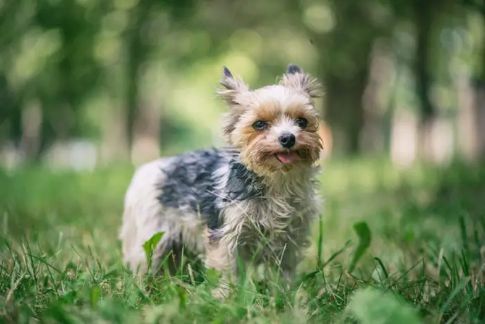 Morkie in summer park