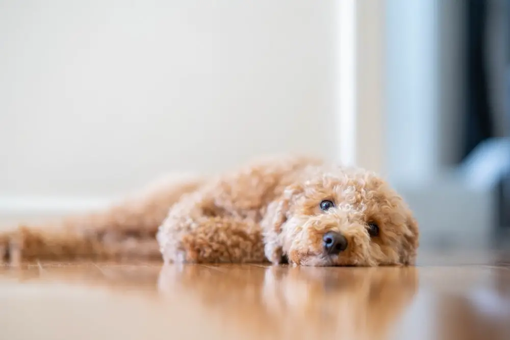 Havapoo Dog