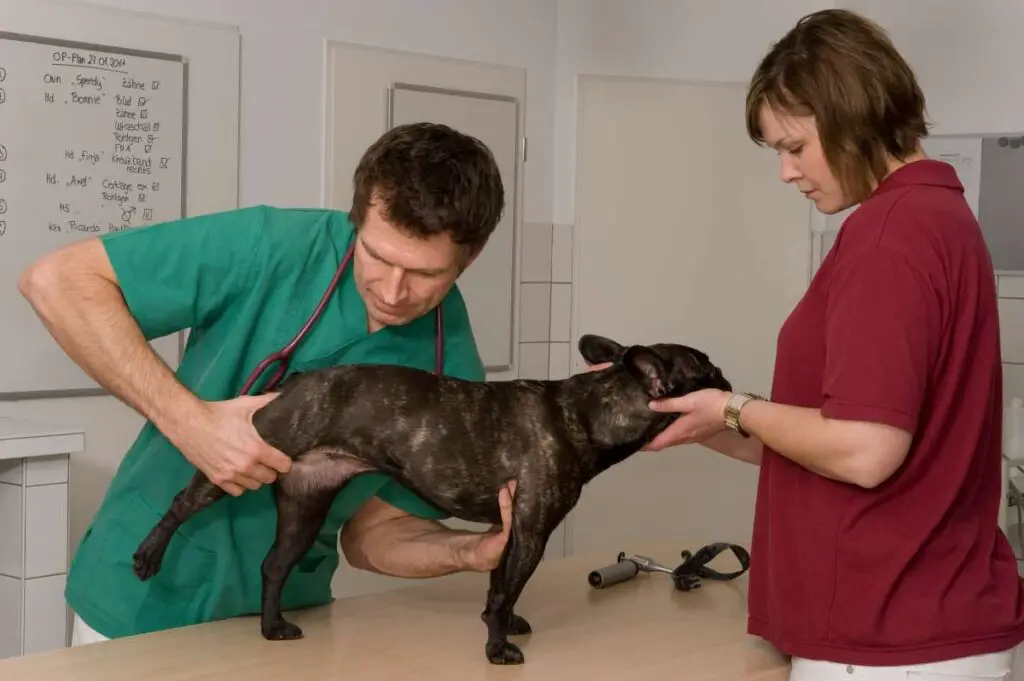 Hip Dysplasia Exam