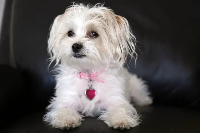 How to groom a morkie
