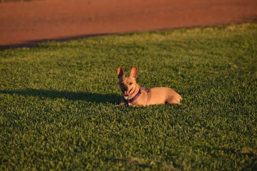 Jack Chi Dog