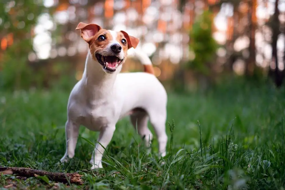 jack russell terrier