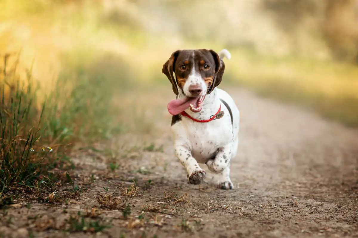 Jackshund|Jack Russel Terrier|Dachshund|Jackshund Human Interaction|Separation Anxiety|Training|Patellar Luxation|Grooming