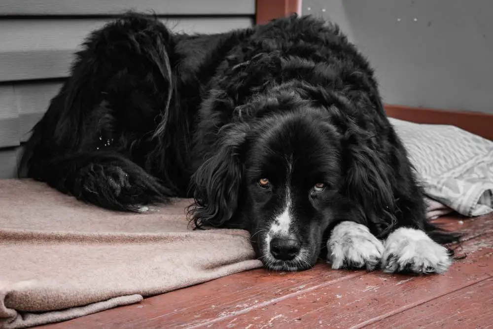 Labernese