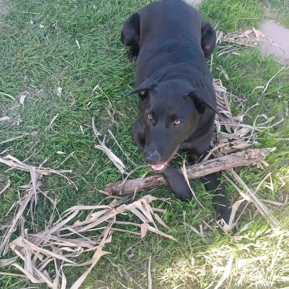 Labradane