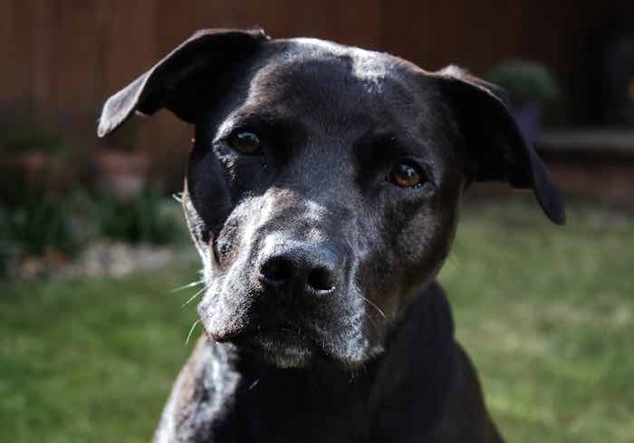 All about the labrastaff dog