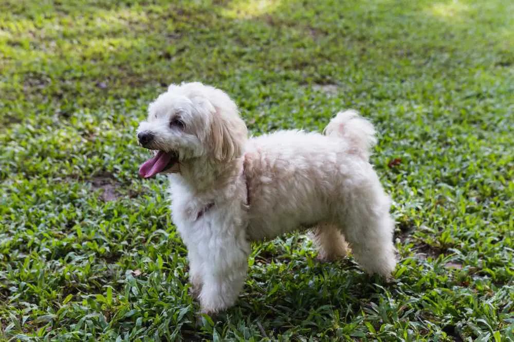 Maltese Shih Tzu