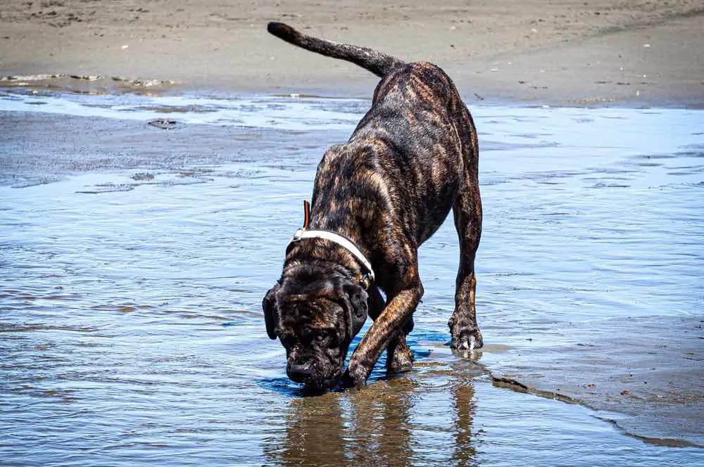 Mastador Dog