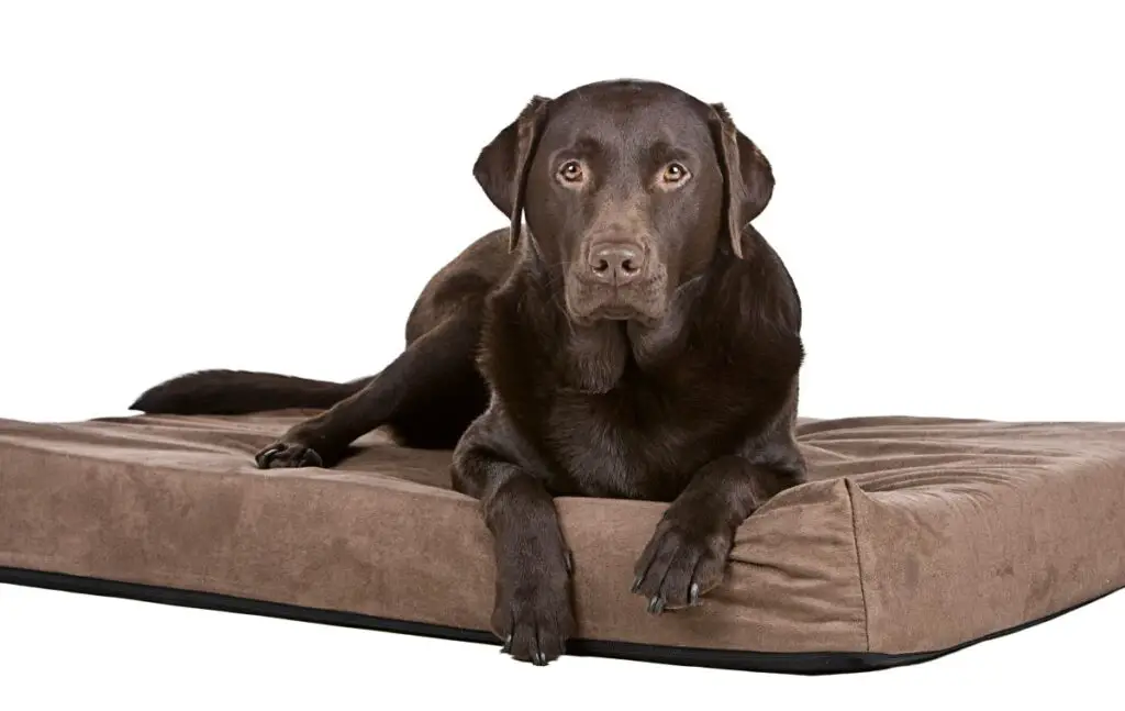 memory foam dog bed