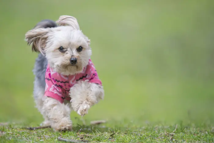 Morkie dog in action