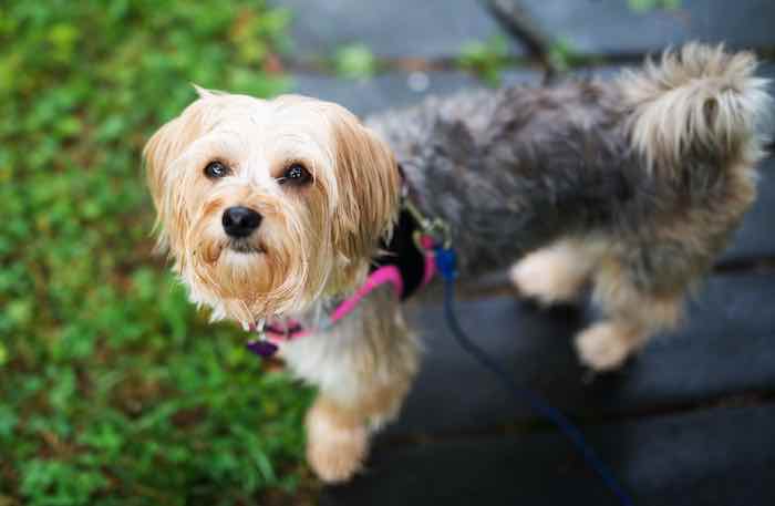 How to potty train a morkie