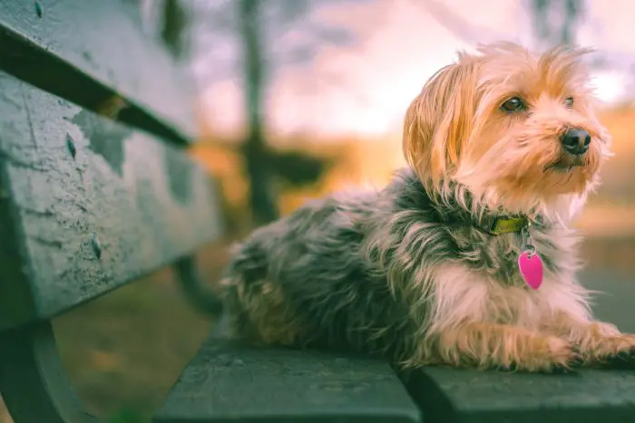 Morkie Park Bench Sunset