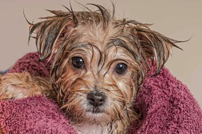 When learning how to groom a morkie, don't over-bathe her