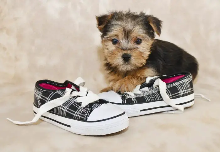 Morkie puppy sitting with a pair of shoes