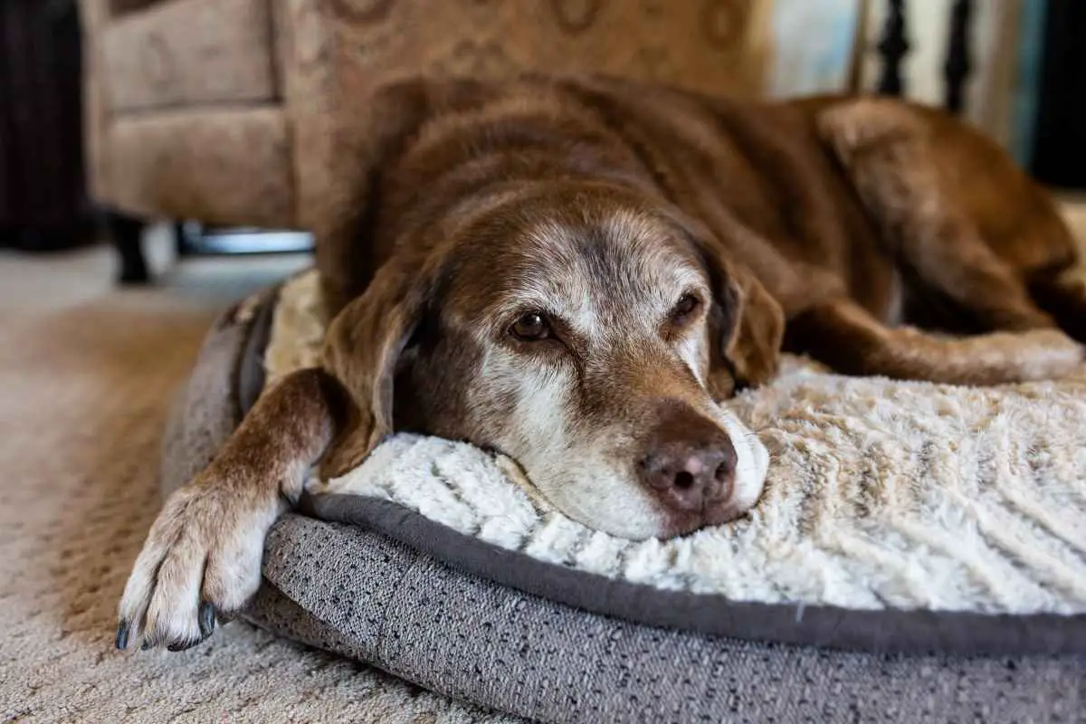 Best Orthopedic Dog Beds|Old Dog in a Bolstered Bed|Dog