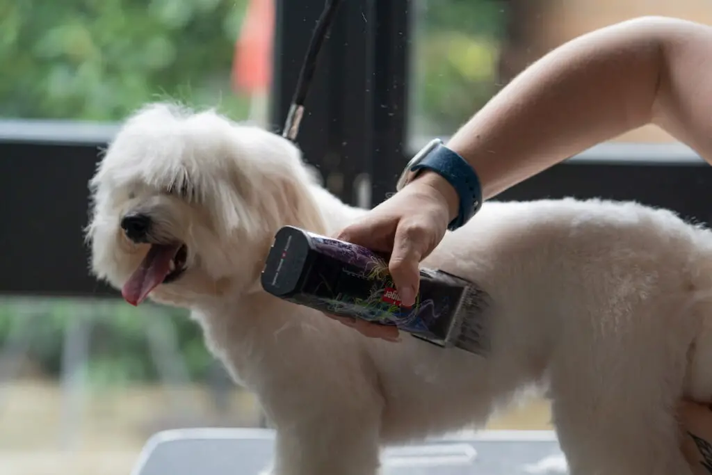 pet grooming for beginners