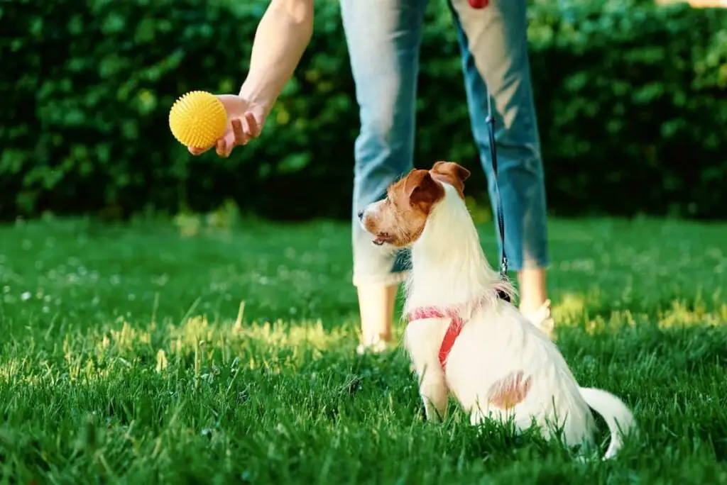 Playing fetch with a dog.