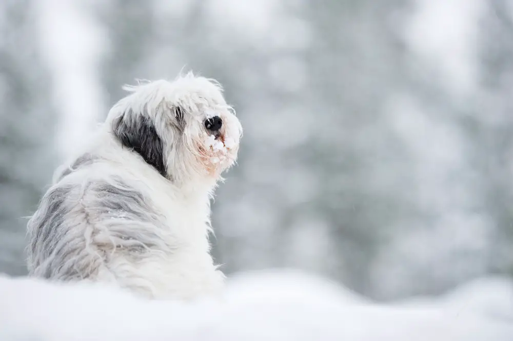 Polish Lowland Sheepdog