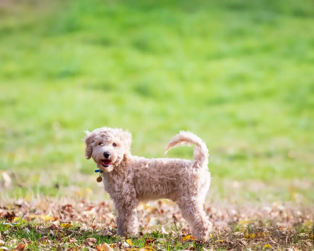 Poochon Dog