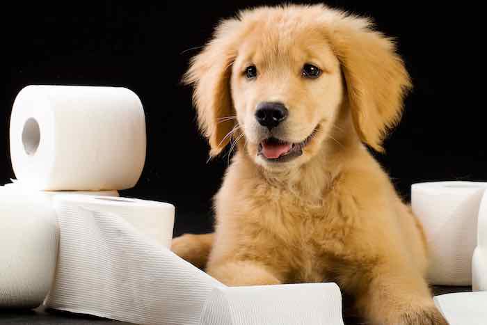 Potty training dog