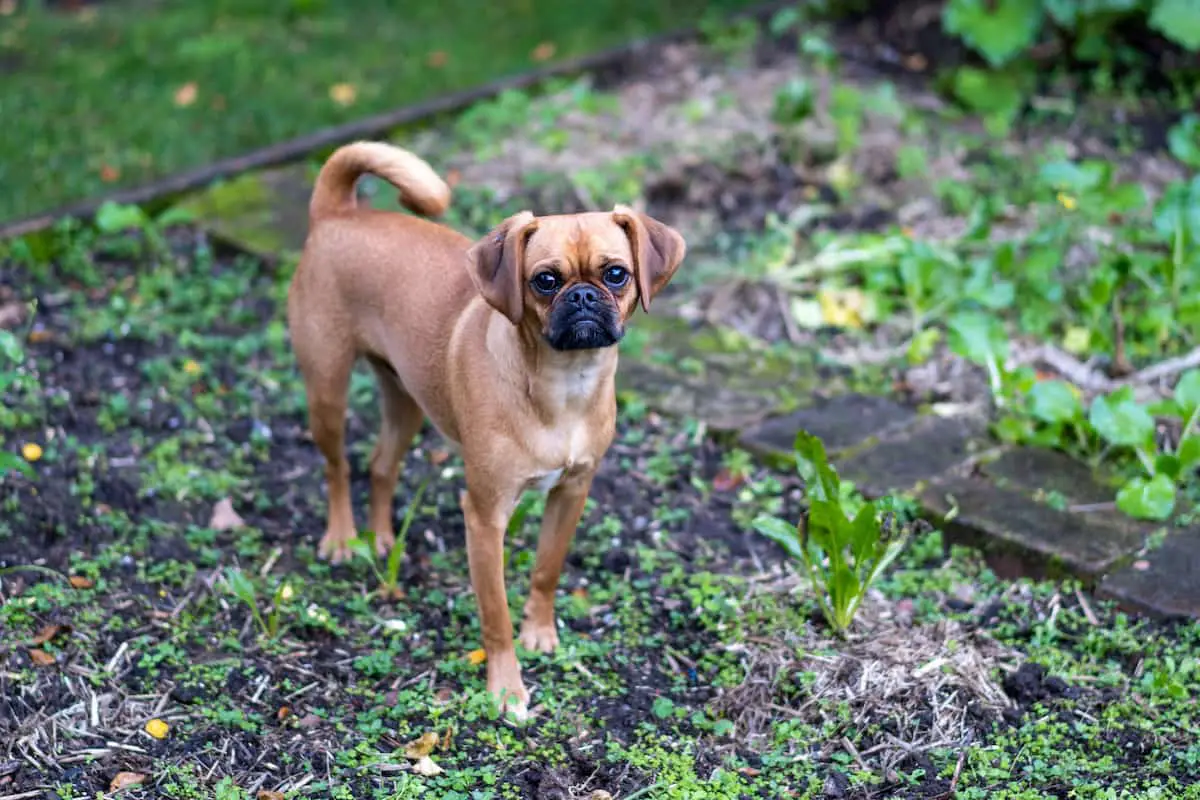 pugalier|pugalier|pugalier|pugalier|pugalier