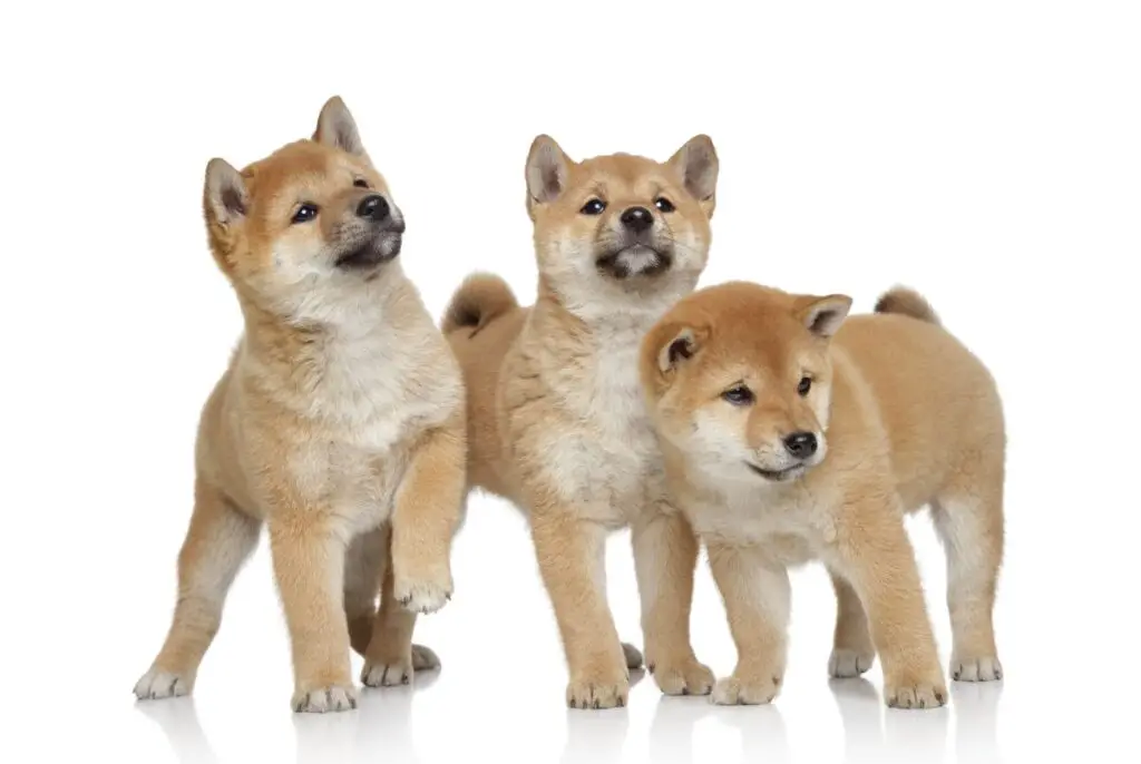 puppies