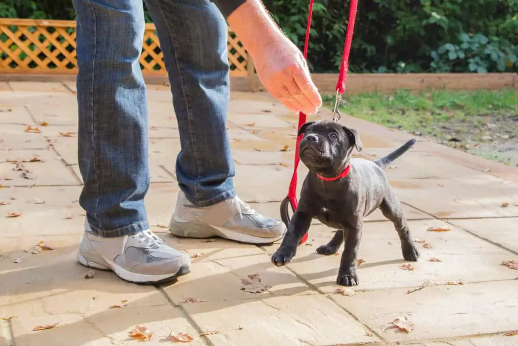 Using treats to train a puppy on leash.