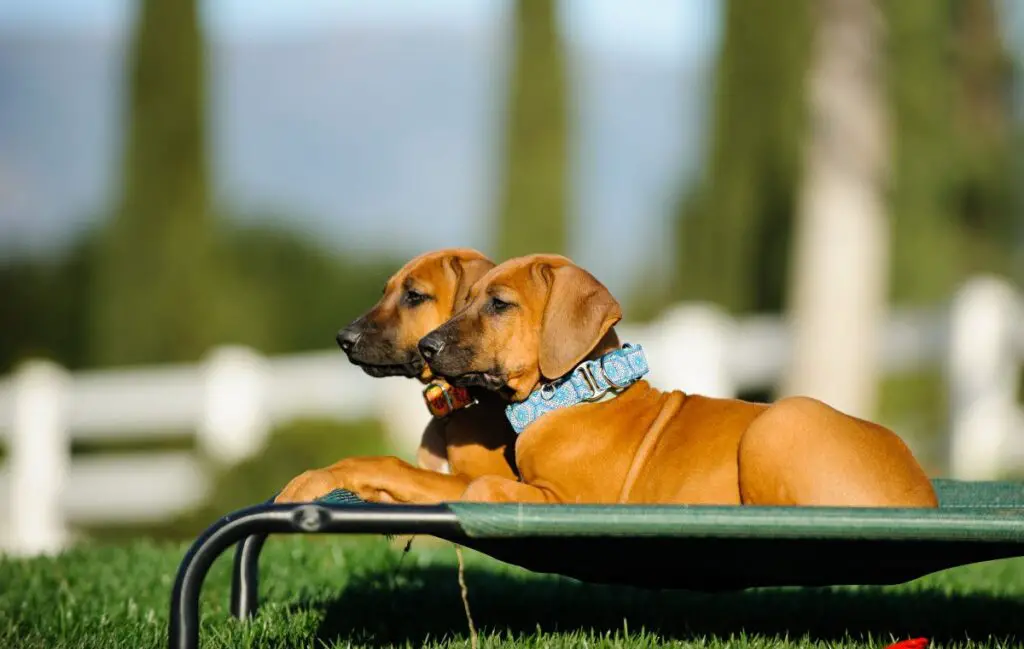 Raised Dog Bed