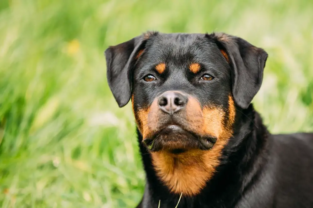 Rottweiler