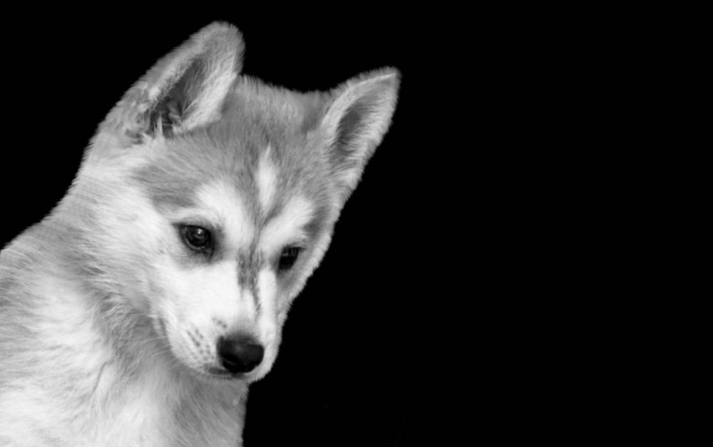 Samusky Dog Breed